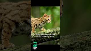 The rustyspotted cat part 2 cat animals short shorts [upl. by Mellen]