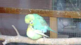 Parakeets Mating [upl. by Haimaj]