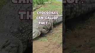 Running crocodile animals wildlife nature [upl. by Naaitsirhc]