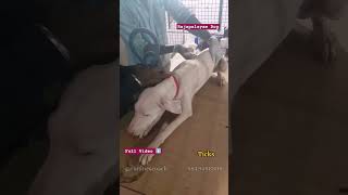 Rajapalayam Dog Training part 2 [upl. by Liam]