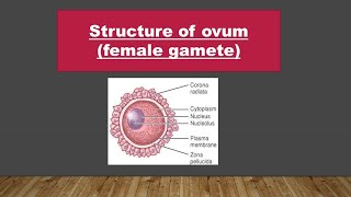 Gametogenesis  5 Structure of ovum [upl. by Ddal644]