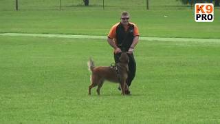 K9PRO Recall Training [upl. by Ahsakal301]