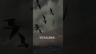 Sonunda Ellerimden Aldılar Seni 🖤🥀 Taladro  Canfeza  Payiz Canfeza TaladroMusic canfeza [upl. by Leilah]