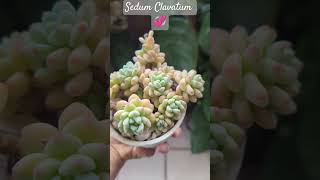 Sedum Clavatum💞unshortunamaceta [upl. by Haneen]