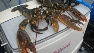 7 Homards  10kg   Chasse sousmarine [upl. by Eelyah178]