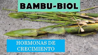 BIOFERTILIZANTE CON BAMBÚ  GIBERELINAS  HORMONAS NATURALES [upl. by Leak787]