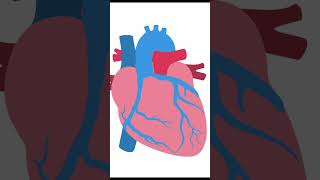 Key Anatomical Details for TGA Surgery Shorts echocardiography ultrasound pediatrics [upl. by Yenffit891]