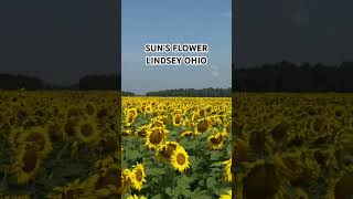 View of the Field While Riding on A Wagon50 Acres Of SunFlowers In Lindsey Ohio [upl. by Rehpotsirk]