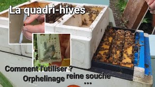 Quadrihives utilisations efficaces ⚠️ orphelinage reines prélèvements [upl. by Copeland]