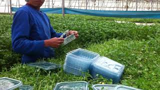 Hydroponic water cress  harvesting and packing [upl. by Marshal933]