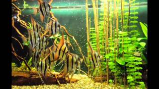 Pterophyllum altum 2wmv [upl. by Lavro769]