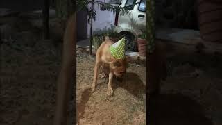 Chutki’s Birthday A Celebration Full of Chaos chutki dog [upl. by Glaab]