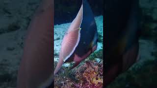 Gray Angelfish Pomacanthus arcuatus sea angel angelfish underwaterworld ocean animals [upl. by Crowley911]