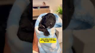 Subscribe to see what happens to them 6 survivors are safe  doglover dog puppies puppy short [upl. by Ronile]