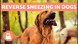 DOG is Making Sounds Like SNORTING 🐶 What Is REVERSE SNEEZING in DOGS [upl. by Garlinda]