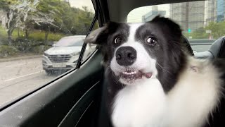 When the Smart Border Collie Realizes She’s Going to the Vet [upl. by Samuele]