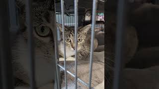 🍁 Cat for adoption at Pet Valu calgary alberta canada summer2024 [upl. by Aihsel]