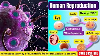 Fertilisation amp Embryonic DevelopmentHuman Reproduction Class 12th Biology ch3 ncertneetCbse [upl. by Yrrap]