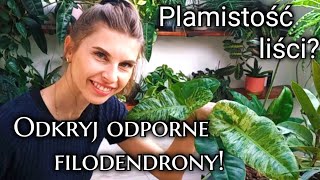 Moje filodendrony vs plamistość liści – które rośliny są odporne [upl. by Atiz610]