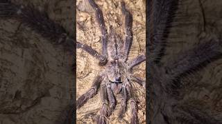 Poecilotheria smithi shortsvideo youtubeshorts srilanka endangeredspecies [upl. by Anesor]