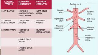 Abdominal aorta and its branches [upl. by Mide]