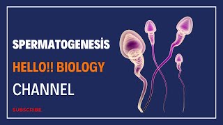 Spermatogenesis facts neet2024 malereproductivesystem humanreproduction education [upl. by Halimeda]