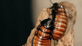 8 Madagascar Hissing Cockroach Facts  Pet Tarantulas [upl. by Ricca]