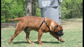 Bullmastiff Bullmastiff dog growth progress pictures [upl. by Zetnas648]