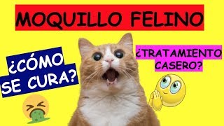 MOQUILLO EN GATOS TRATAMIENTOS [upl. by Llenrod22]