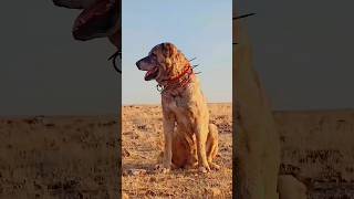 Turkish Kangal vs Caucasian Shepherd – Ultimate Power Showdown 🐕💥 [upl. by Lorri]