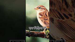 Dam hai to batao chidiya ka answer hindi khani maths birds shorts [upl. by Kcirdlek545]