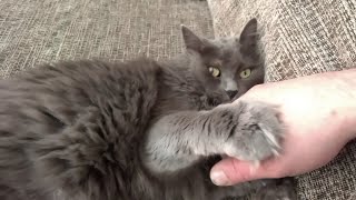 Romeo the Nebelung cat shows his love and playfulness [upl. by Alcus59]