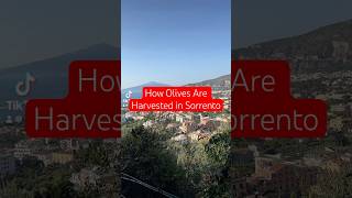 How Olives Are Harvested in Sorrento italy sorrento olivertree [upl. by Eaner152]