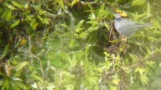 Bandtailed Pigeon Ecuador 2014 [upl. by Lansing]