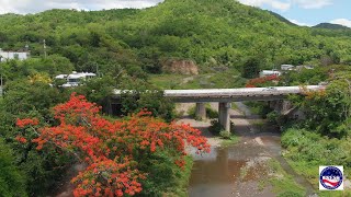 Flamboyant trees  Flamboyán  Coamo Puerto Rico [upl. by Monti]