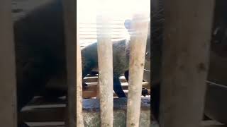 musang Betina remaja shorts animals pets katakatabijak [upl. by Nybbor271]