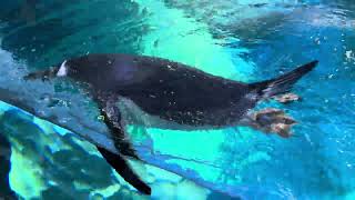 Penguin Cove inside Bird Paradise Singapore 刹那即永恒 20241006 [upl. by Anohs]