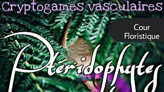 Les Ptéridophytes  Cryptogames Vasculaires  Floristique [upl. by Andi473]