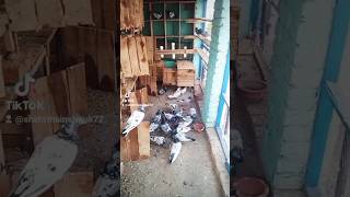 breeding Setup kabutar achaykabootarkipehchan kabootarbazivlogs pigeon [upl. by Ahsiuqel]