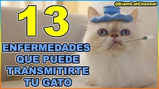 13 Enfermedades Que Puede Transmitirte Tu Gato  SiamCatChannel [upl. by Avelin560]