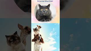 Oriental Shorthair Cat Breed Guide  Everything You Need to Know [upl. by Gunzburg848]