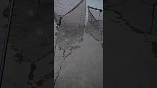 A busy day carp fish fishing hindersbait fishingvideo angling angler catch catchandrelease [upl. by Lashond105]