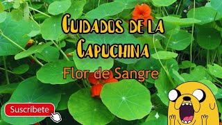 Planta Maravilla 👨‍🌾Cómo cuidar Plantar y Reproducir una CAPUCHINA 💚Ideal para un Huerto Ecológico😉 [upl. by Etnasa]