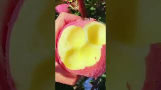 Fresh lychee fruit youtubeshorts 水果fruitfarmviralvideo video short shortvideo food [upl. by Dunaville]