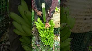 Banana 🍌 Cutting and packing part 160 [upl. by Dahs]