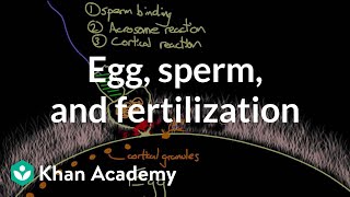 Egg sperm and fertilization  Behavior  MCAT  Khan Academy [upl. by Ameer]