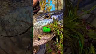 Fullonflyfishing FRESH WATER SHARKS trending audio pike musky goldendorado flyfish fishbai [upl. by Bautista]