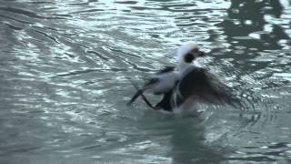 Old Squaw duck  Longtailed Duck [upl. by Bogie]