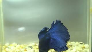 betta fish fish bettafish shorts 507 [upl. by Wentworth]