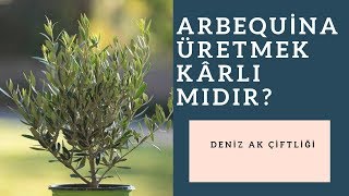 Arbequina yetiştiriciliği kârlı mıdır 2019 Arbequina zeytin bahçesi gemlik bordo uslu trilye [upl. by Roee]